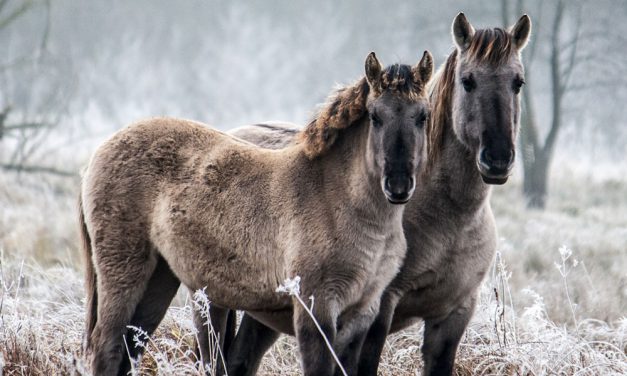 Pferde für die Artenvielfalt