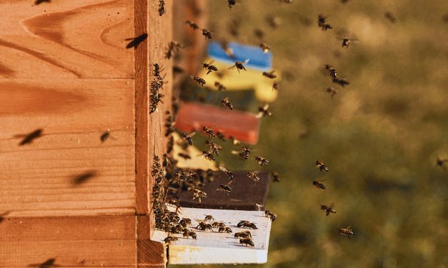 Verschärfte Regeln für Bienenzüchter