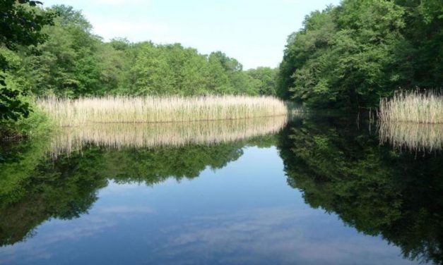 Renaturierung des Flächennaturdenkmals „Düstere Teiche“