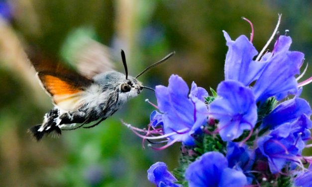 Sielmann-Stiftung sucht das Gartentier des Jahres