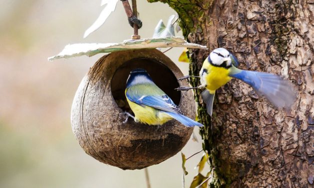 Stunde der Gartenvögel