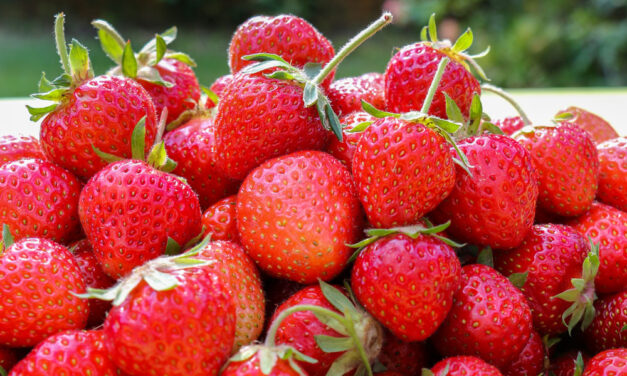 Die kleine Erdbeerlehre