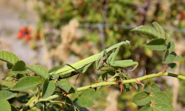 Suche nach Gottesanbeterin