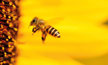 Bienenseuche ausgebrochen
