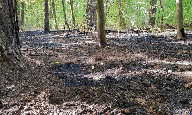 Waldbrand im Königswald