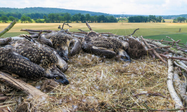 Fischadler: Exportschlager aus Potsdam-Paaren