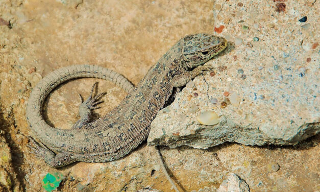 Für mehr Biodiversität in der Stadt
