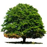 Aktion Stadtklimabäume für Spandau