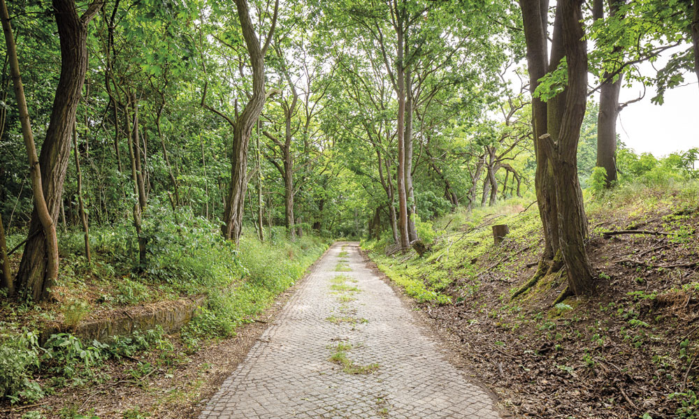 Um einen vollständigen Ausgleich für die Eingriffe in den Naturhaushalt durch das Krampnitz-Projekt zu schaffen, sollen auf Flächen des Stadtwaldes Beelitz artenreiche Waldränder entwickelt werden.