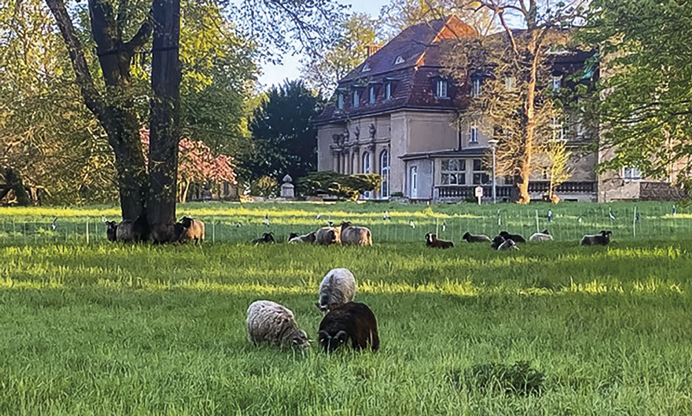 Schafe pflegen nun den Marquardter Park